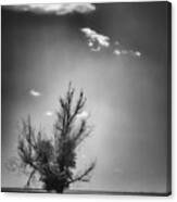 Lone Tree In Black And White Canvas Print