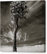 Lone Tree Canvas Print