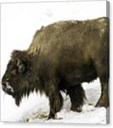 Lone Winter Buffalo Eating Canvas Print
