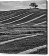 Lonely At The Top Canvas Print