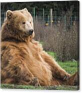 Lonely Bear Canvas Print