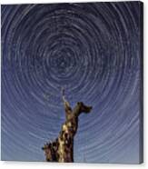 Lonely Tree Under Star Trails Canvas Print