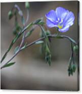 Lonesome Blue Flax Canvas Print