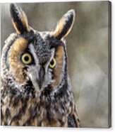 Long Eared Owl Canvas Print