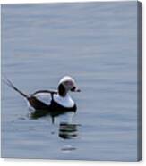 Long-tailed Duck 3 Canvas Print