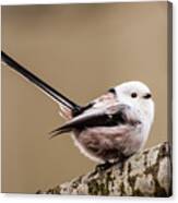 Long-tailed Tit Wag The Tail Canvas Print