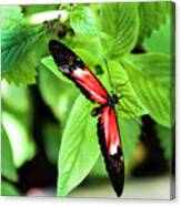 Longwing Postman Butterfly Canvas Print