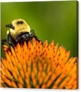 Looking For Nectar Canvas Print