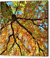 Looking Skyward At Cook County Fall Colors Canvas Print