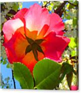 Looking Up At Rose And Tree Canvas Print