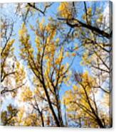 Looking Up Canvas Print