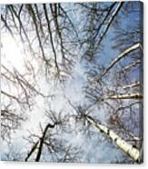 Looking Up On Tall Birch Trees Canvas Print