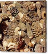 Loose Morels Canvas Print