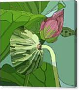 Lotus And Bud Canvas Print