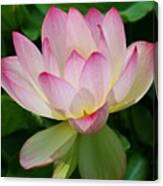 Lotus Blossom Canvas Print