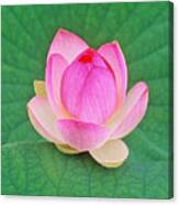 Lotus Bud Canvas Print
