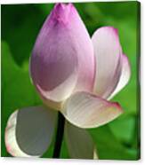 Lotus Bud--showing A Blush Of Pink Ii Dl0092 Canvas Print