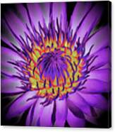 Lotus Flower Blossom Canvas Print