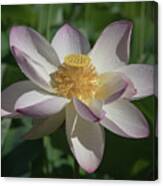 Lotus Flower In Bloom Canvas Print