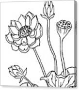 Lotus Flowers Drawing Canvas Print
