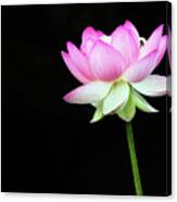 Lotus In The Pink Canvas Print