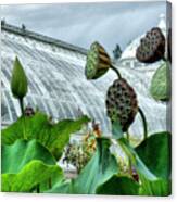 Lotus Seed Pods Canvas Print