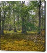 Louisiana Swamp Canvas Print