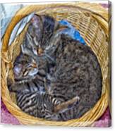 Love In A Hand  Basket Canvas Print