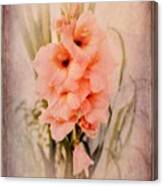 Lovely Gladiolus Canvas Print