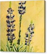 Lovely Lupines Canvas Print
