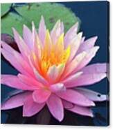 Lovely Pink Water Lily Canvas Print