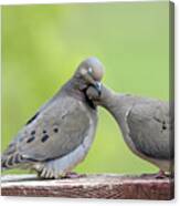 Lovey Doveys Canvas Print