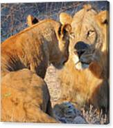 Loving Lions Canvas Print