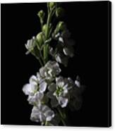 Low Key Flowers Canvas Print