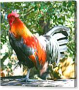 Luchenbach Rooster Canvas Print