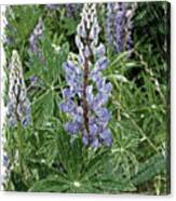 Lupine Charcoal Canvas Print