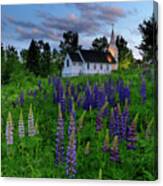 Lupines By The Church Canvas Print