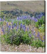 Lupines On The Hill Canvas Print