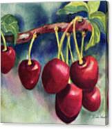 Luscious Cherries Canvas Print