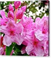 Lush Spring Of The Pink Rhododendrons. Canvas Print