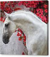 Lusitano Portrait In Red Flowers Canvas Print