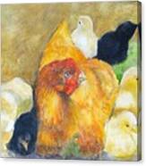 Ma Ma And Chicks Canvas Print