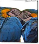 Macaw Couple Canvas Print