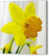 #macro #daffodils #daffodil #yellow Canvas Print