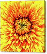 Macro Flower Petals Canvas Print