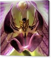 Macro Orchid Canvas Print