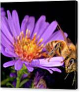 Macro Photography - Bees - 18 Canvas Print