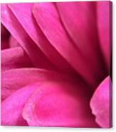 Macro Pink Chrysanthemum Canvas Print