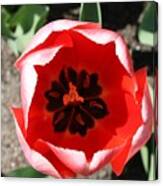 Macro Red Tulip Canvas Print