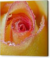 Macro Yellow And Red Rose Canvas Print
